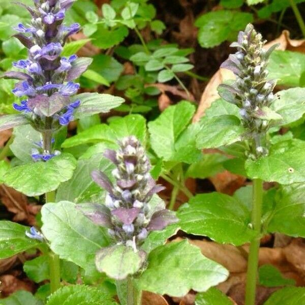 Ajuga reptans Blomst