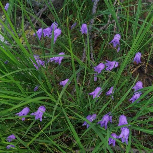 Campanula excisa फूल