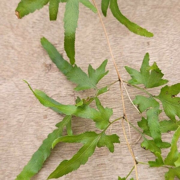 Lygodium japonicum ᱥᱟᱠᱟᱢ