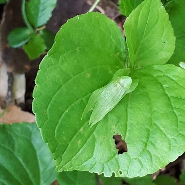 Viola mirabilis Fruit