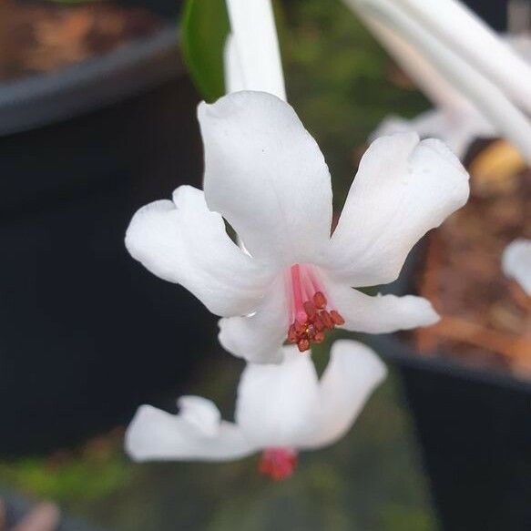 Rhododendron jasminiflorum 花