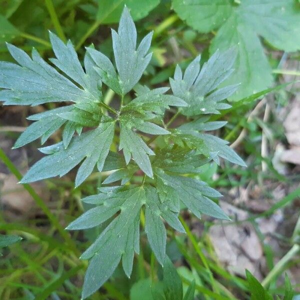 Ranunculus hispidus Hoja