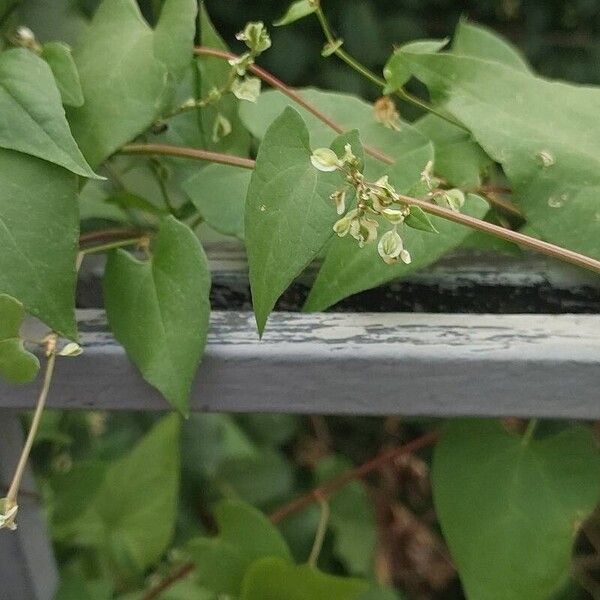 Fallopia dumetorum Fruto