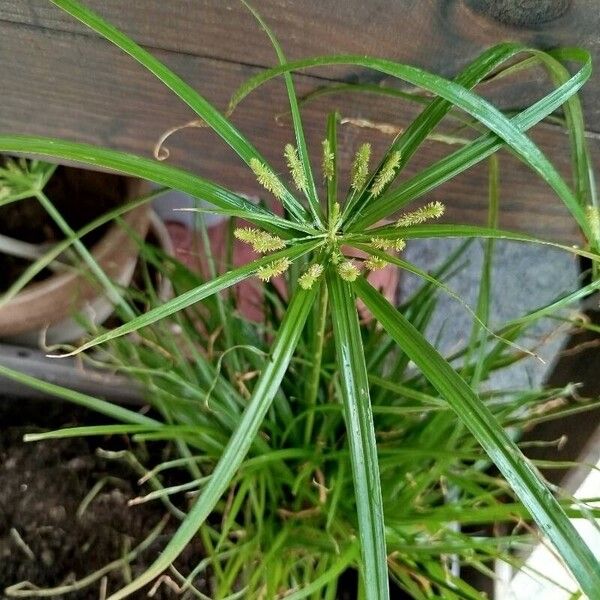 Cyperus alopecuroides Costuma