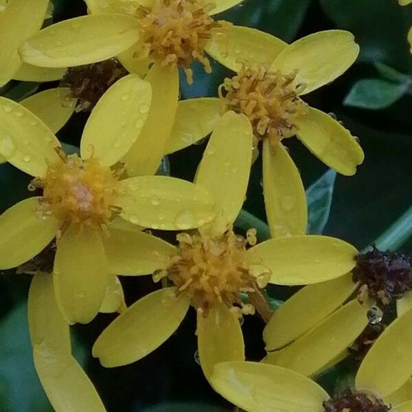 Senecio angulatus Kwiat