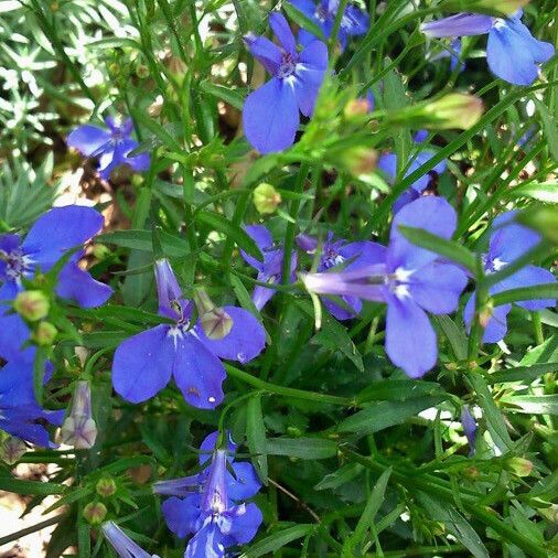 Lobelia erinus Cvet