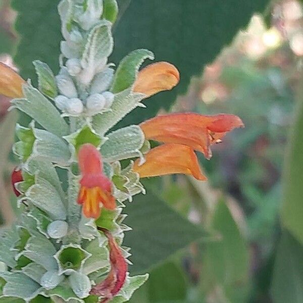 Colquhounia coccinea Blüte