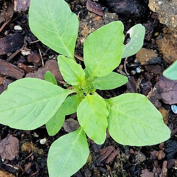 Amaranthus blitum Φύλλο