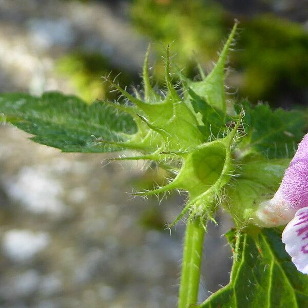 Lamium maculatum Other