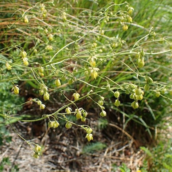 Thalictrum minus 整株植物