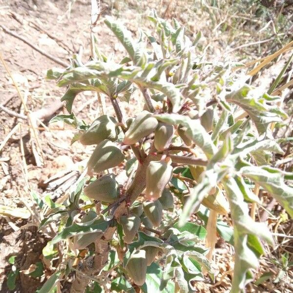 Adenia volkensii Frucht