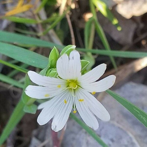 Rabelera holostea Blomma