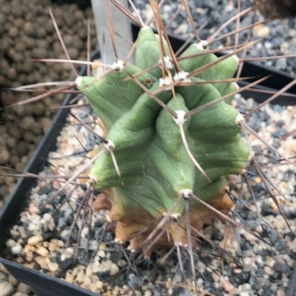 Echinocereus triglochidiatus Φύλλο