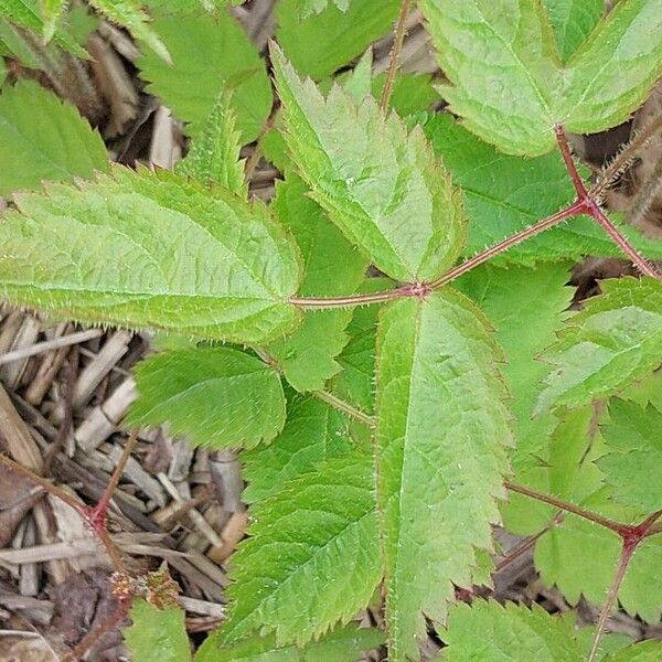 Astilbe grandis Leaf