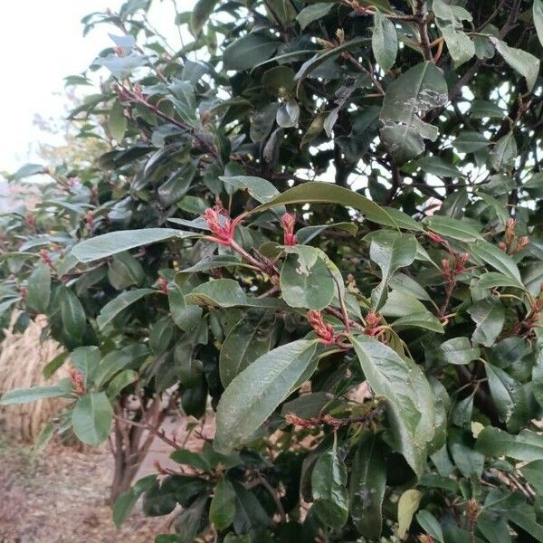 Photinia serratifolia Leaf