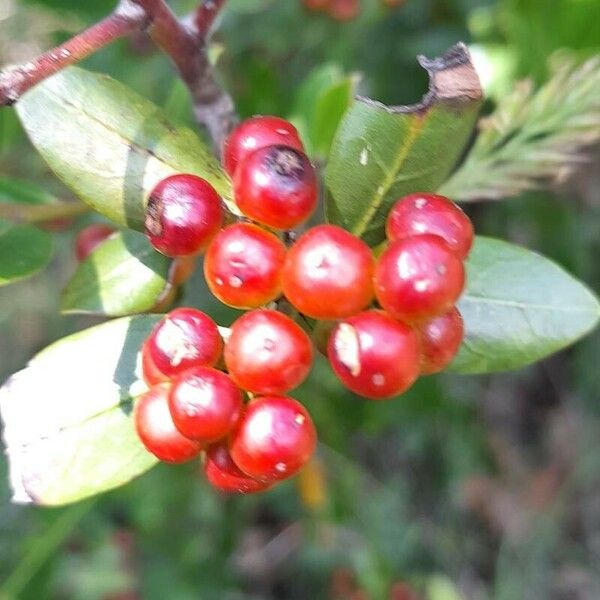 Rhamnus alaternus Fruit