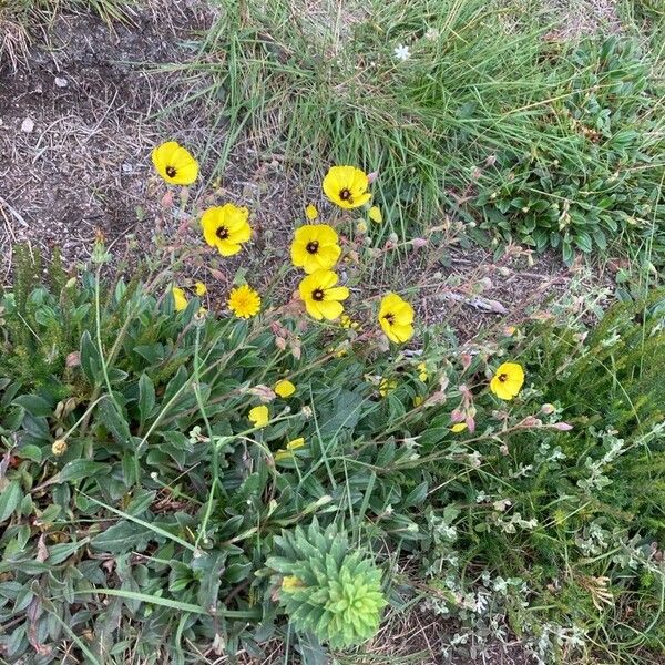 Tuberaria globulariifolia Blomst