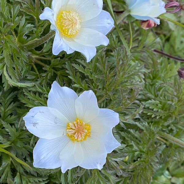 Pulsatilla alpina Flor