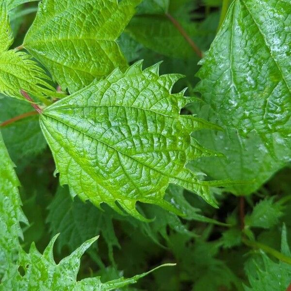 Boehmeria platanifolia Feuille