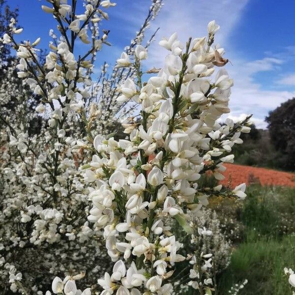 Cytisus multiflorus Virág