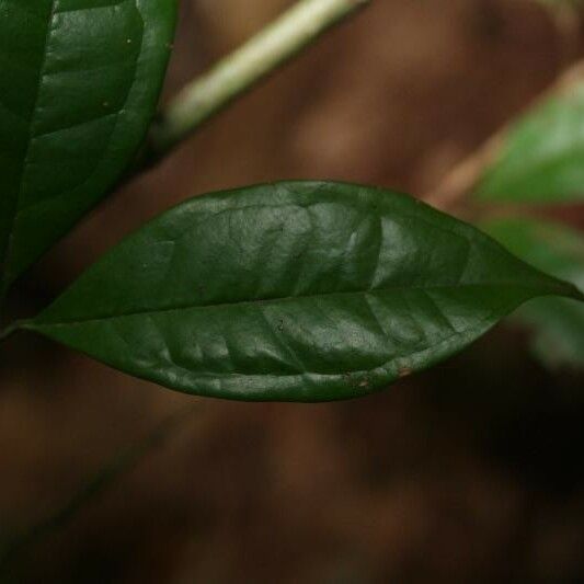 Eugenia coffeifolia List