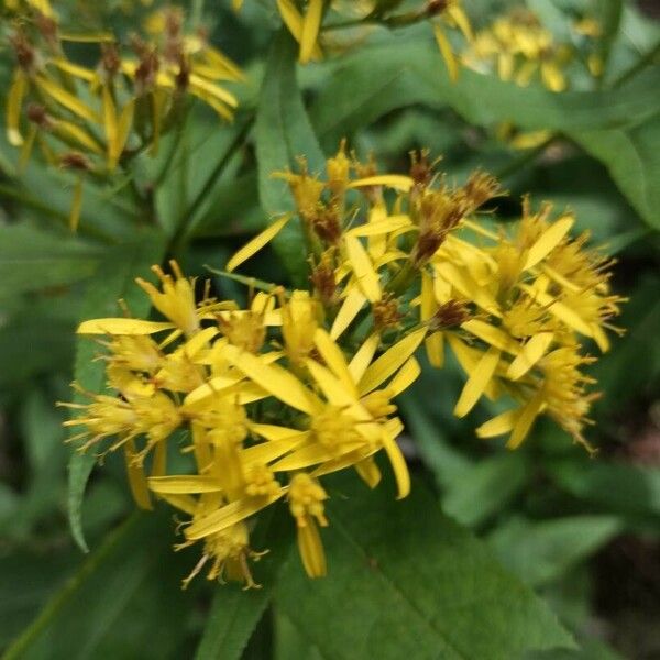 Senecio ovatus Blüte