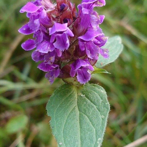 Prunella vulgaris Кветка