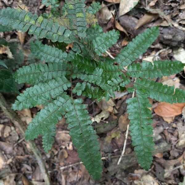 Adiantum vogelii Leht