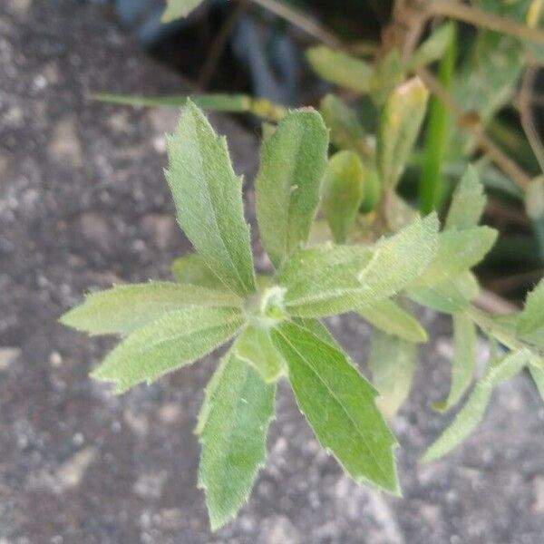 Baccharis dracunculifolia Leaf