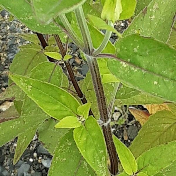 Monarda fistulosa Hostoa