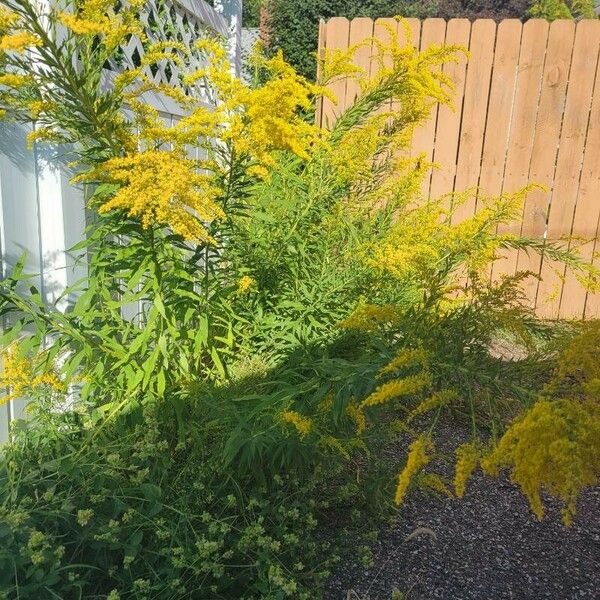 Solidago canadensis Blüte