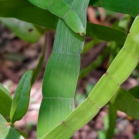 Muehlenbeckia platyclada Levél