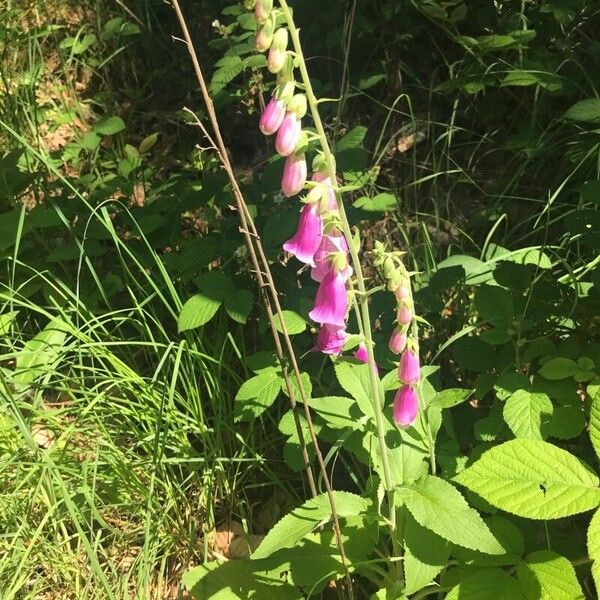 Digitalis purpurea Habit