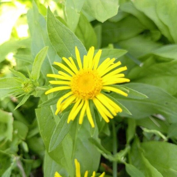 Pentanema britannica Flower