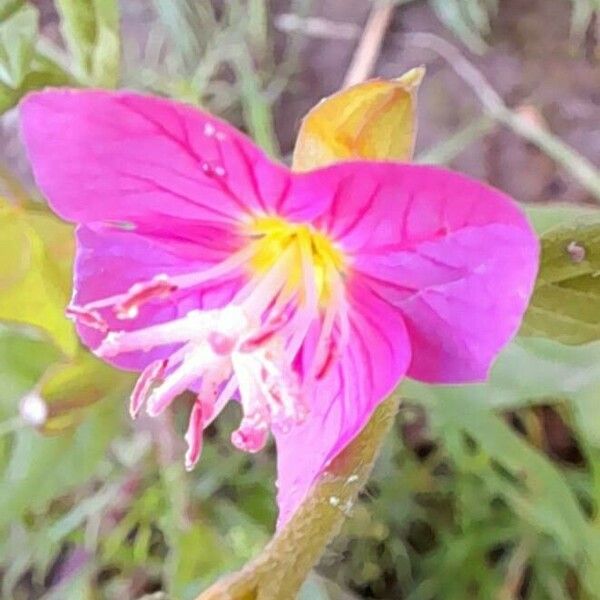 Oenothera rosea പുഷ്പം