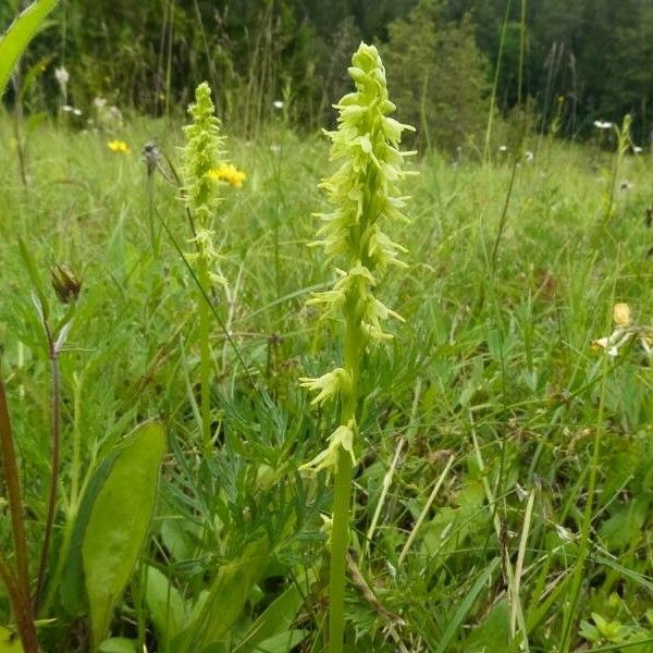 Herminium monorchis Flower