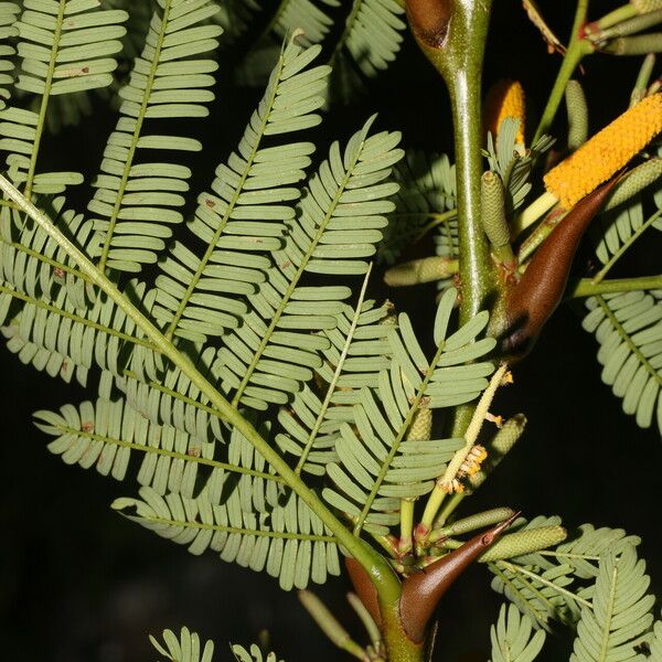 Vachellia collinsii 葉