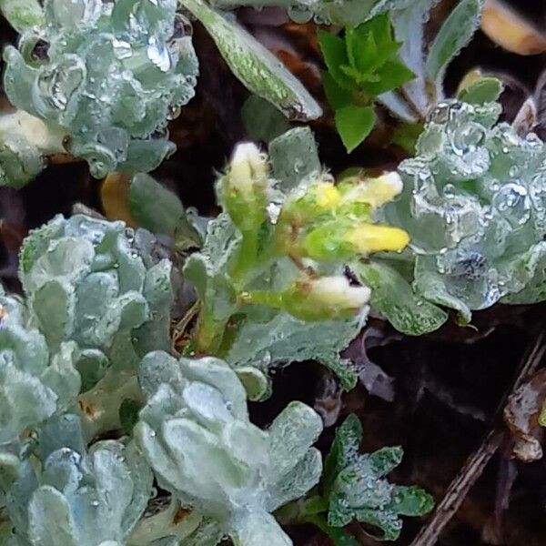 Bombycilaena erecta Flower