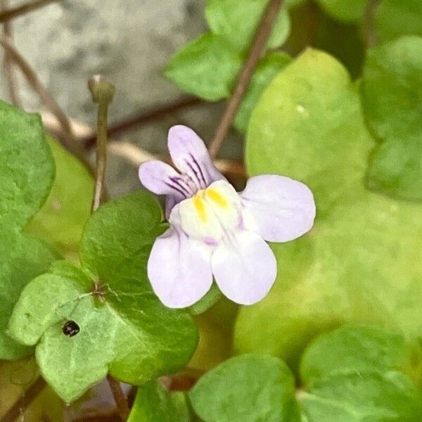 Cymbalaria muralis Цвят