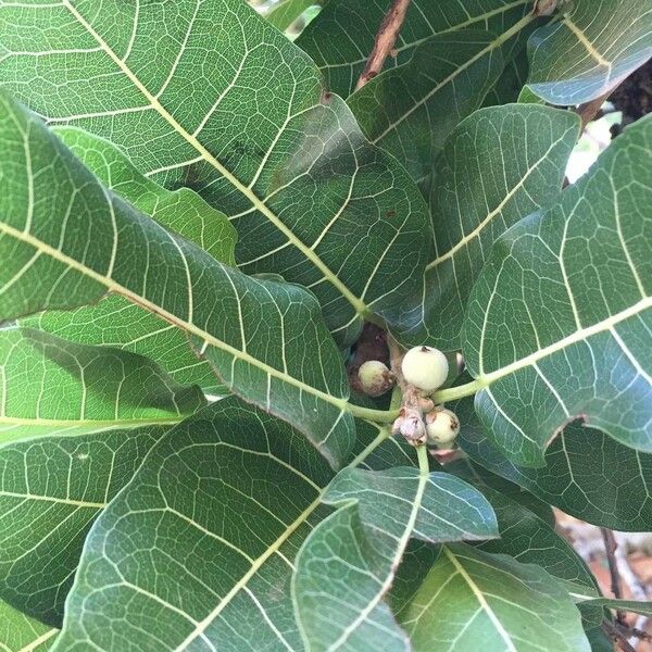 Ficus ingens Leaf