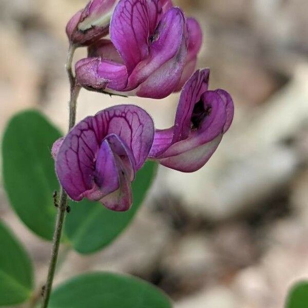 Lathyrus niger Λουλούδι