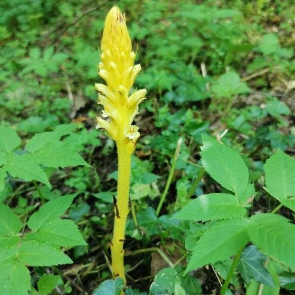 Orobanche flava Bloem