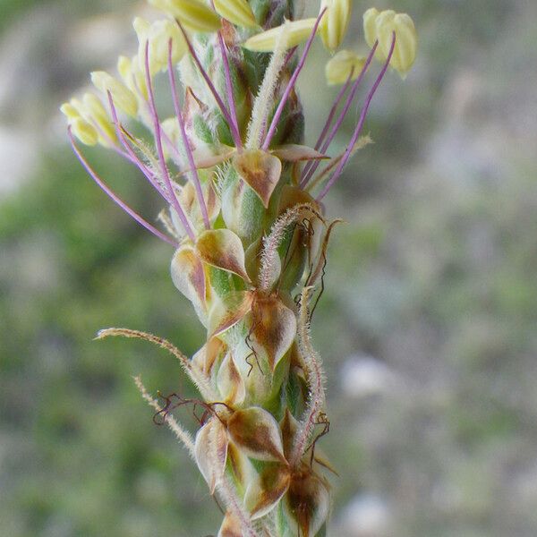 Plantago albicans 花