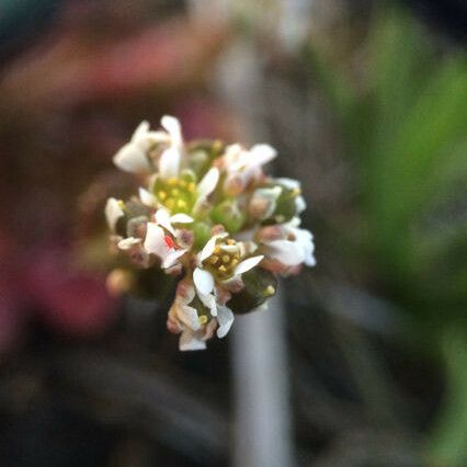 Cochlearia groenlandica 花
