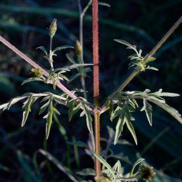 Bidens subalternans برگ