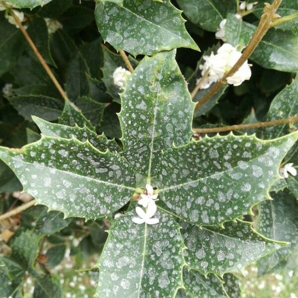 Osmanthus heterophyllus Yaprak