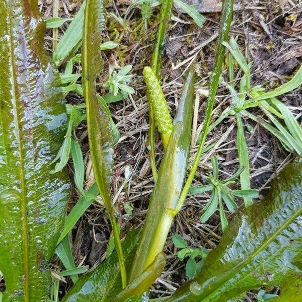 Potamogeton lucens Flower