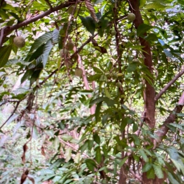 Annona reticulata Habit