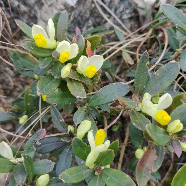 Polygala chamaebuxus Blüte