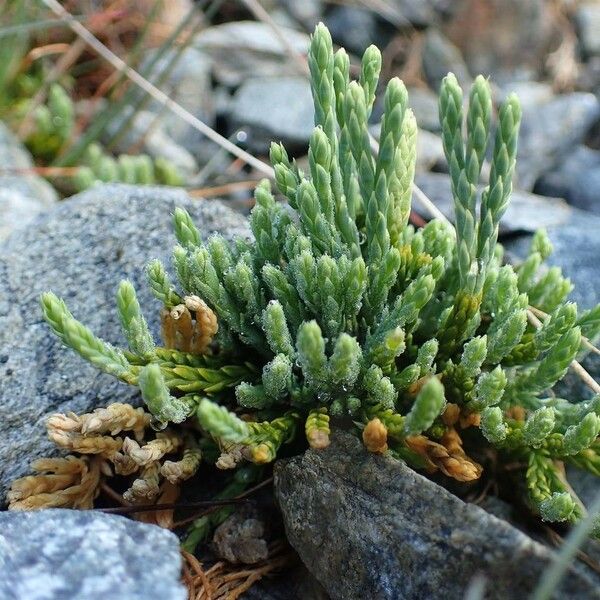 Lycopodium alpinum Natur